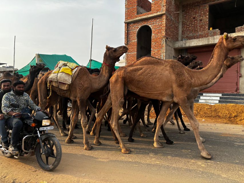 Golden Triangle Tour Pushkar & Jodhpur By Car 7 Nights 8 Day - Jodhpur Exploration