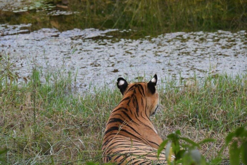 Golden Tringle Tour With Ranthambore 7 Days - Exclusions and Additional Costs