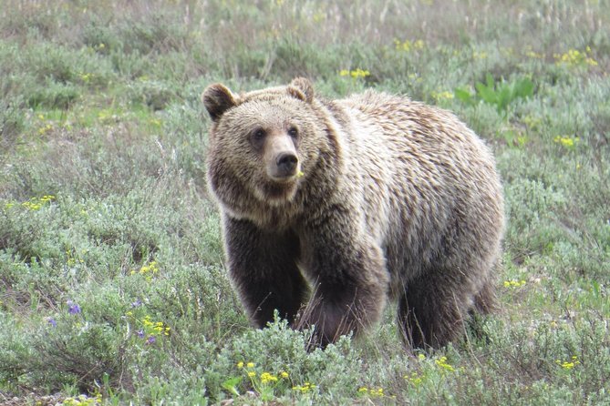 Grand Teton National Park - Full-Day Guided Tour From Jackson Hole - Guided Experience Highlights