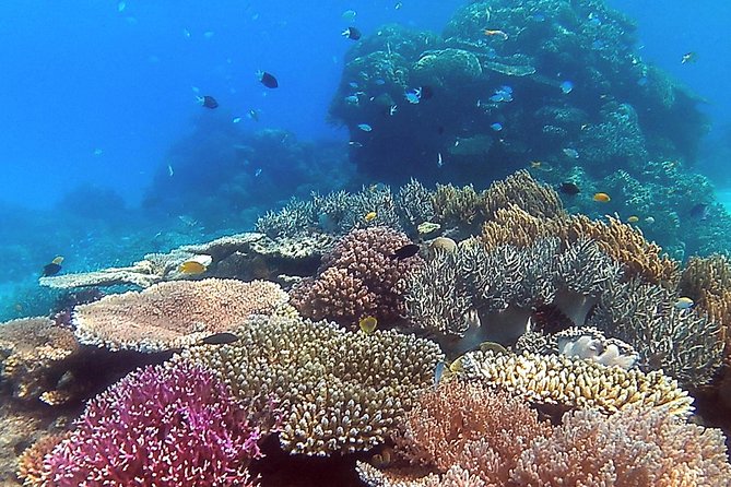 Great Barrier Reef Dive and Snorkel Cruise From Mission Beach - Booking Confirmation