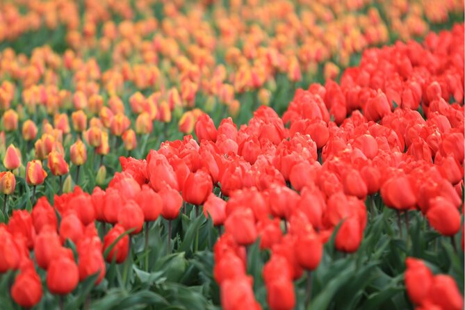 Guided Excursion to Keukenhof and Tulip Experience From Amsterdam - Common questions