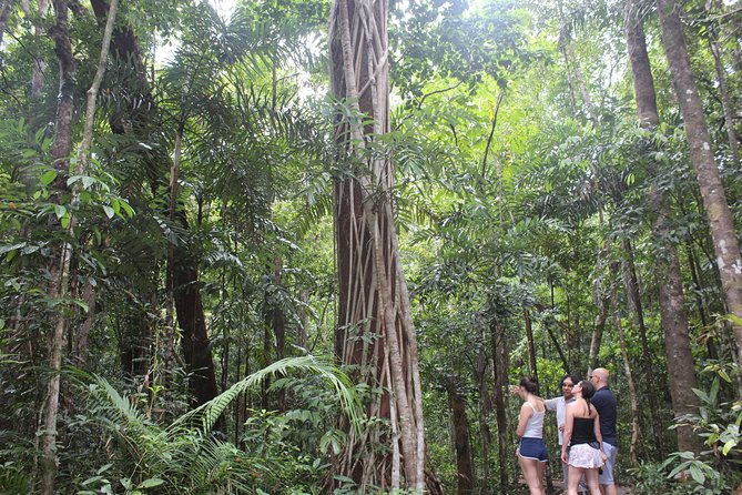 Guided Half-Day Tour of Daintree Rainforest  - Port Douglas - Refreshing Swim