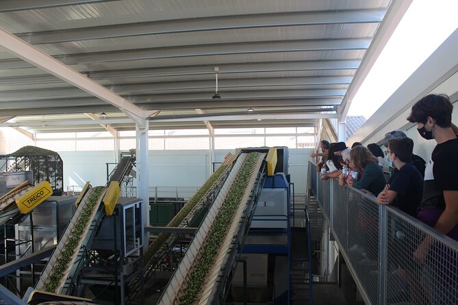 Guided Tour and Olive Oil Tasting in Alhaurin El Grande (Málaga) - Booking Information