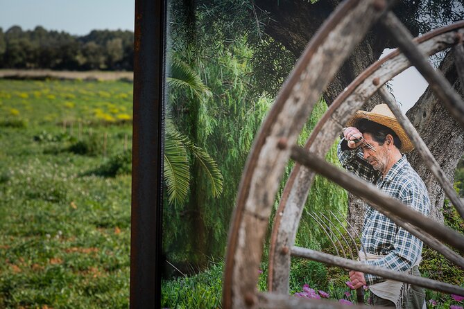 Guided Tour and Olive Oil Tasting in Mallorca - Additional Information