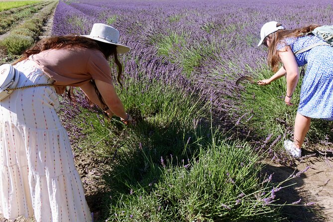 Guided Tour of Lavender Distillery Between Provence & Camargue - Meeting Point and Departure Details