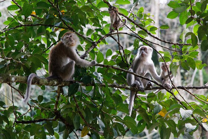 Gunung Leuser National Park Overnight Jungle Trekking (Mar ) - Safety Tips for Night Trekking