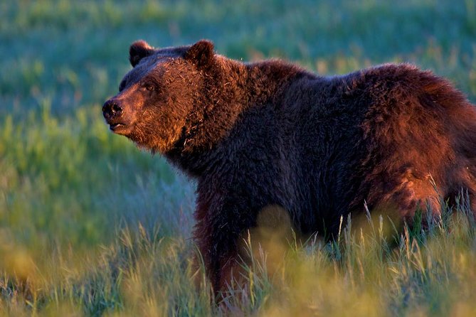 Half Day Group Sunrise Wildlife Safari - Inclusions and Age Suitability