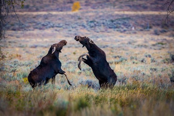 Half Day Group Sunset Wildlife Safari - Group Size and Booking Process