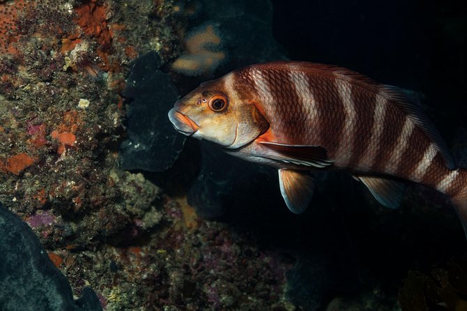 Half Day Guided Dive Tour, Goat Island Marine Reserve - Last Words