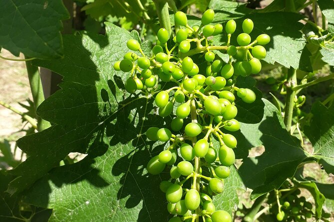 Half-Day Guided Tour With Tasting of Beaujolais Wines - Group Size and Duration