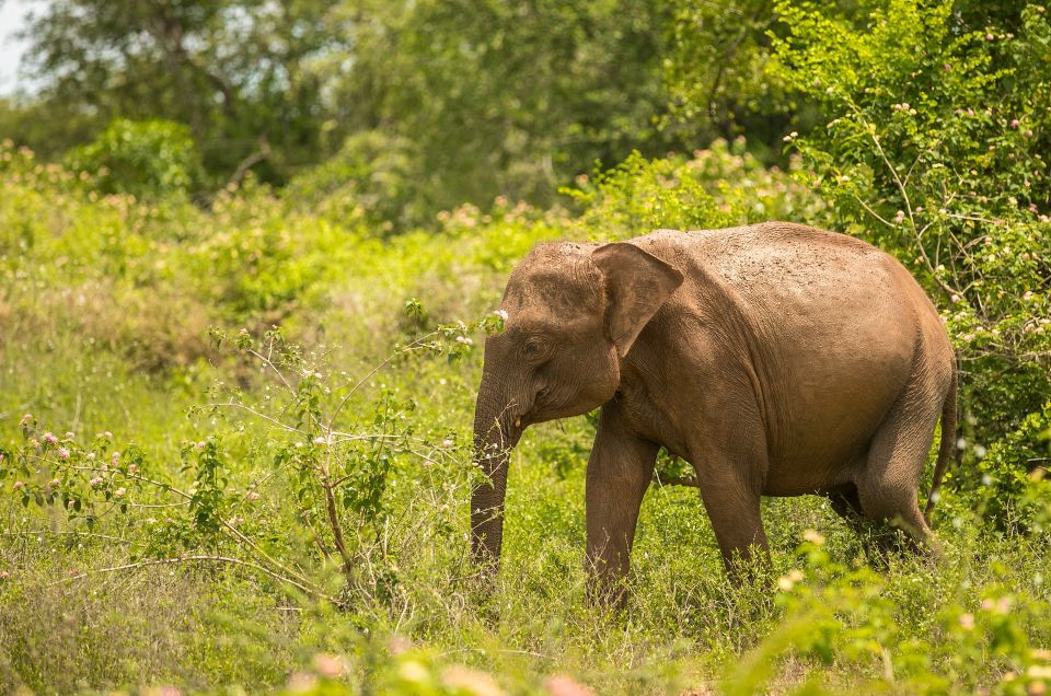 Half Day in Yala Safari - Booking Information