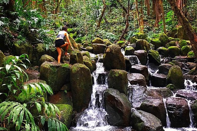 Half-Day Kayak and Waterfall Hike Tour in Kauai With Lunch - Tour Features