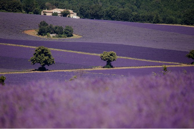 Half Day Lavender Road in Sault From Avignon - Field Conditions Observations