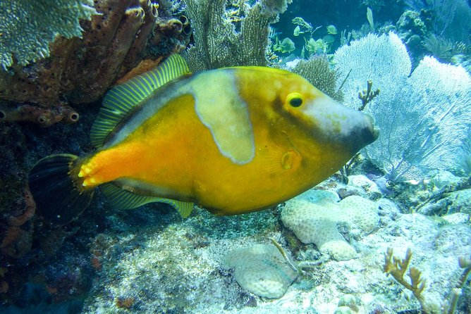 Half Day Snorkel Trip on Reefs in the Florida Keys - Experience Overview