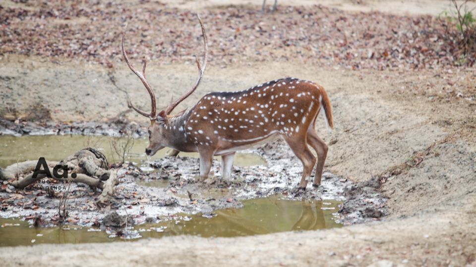 Half-Day Wild Safari in Yala National Park - Dive Into Yalas World