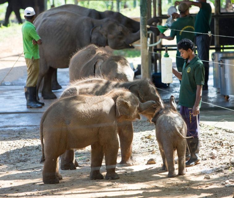 Hambantota: Udawalawe and Elephant Transit Home Day Trip - Tour Itinerary