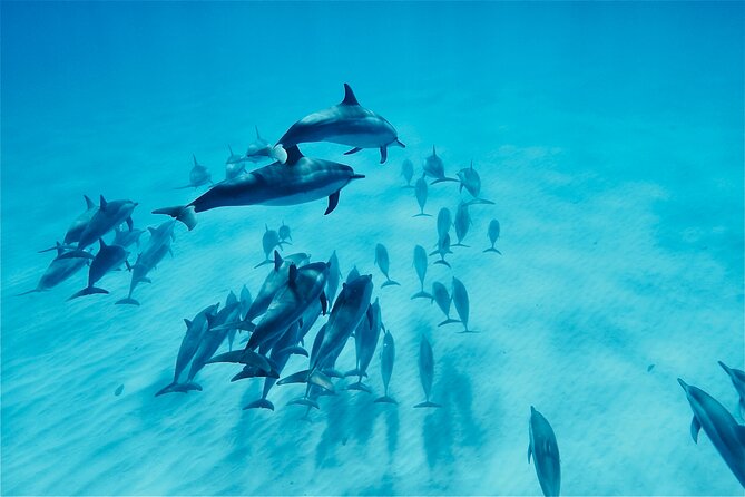 Hawaii: Oahu Dolphin and Sea Life Swimming and Snorkeling Trip  - Honolulu - Customer Testimonials