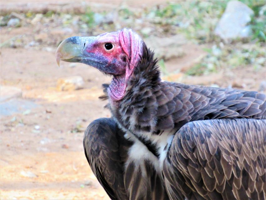 Hazyview: Blyde River Boat & Reptile Park Tour - Common questions