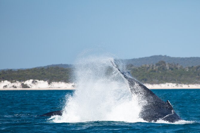 Hervey Bay Ultimate Whale Watching Cruise - Cancellation Policy