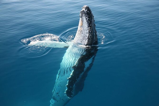 Hervey Bay Whale Watching Cruise - Seasonal Availability