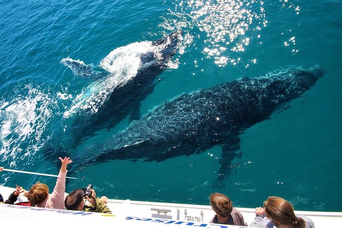 Hervey Bay Whale Watching Experience - Overall Visitor Experiences