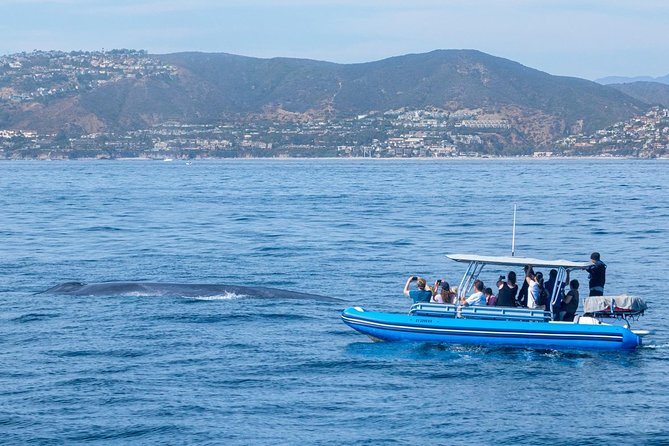 High Speed Zodiac Whale Watching Safari From Dana Point - Additional Information for Participants