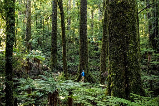 Hike New Zealands Finest Forest - Whirinaki Forest - Traveler Reviews