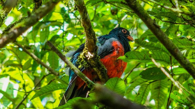 Hiking Lovers (Hanging Bridges La Fortuna Waterfall Volcano Hike) - Important Details