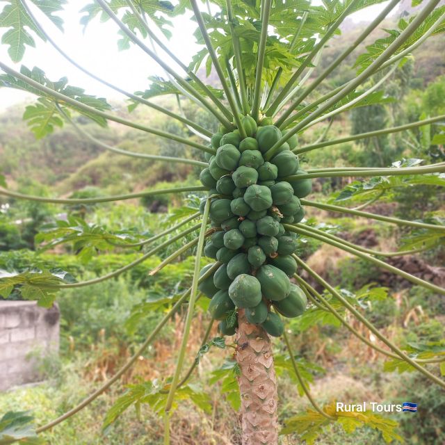 Hiking Ribeira Principal - Hike Description and Local Cuisine