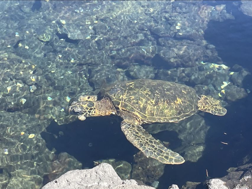 Hilo: Sea Turtle Lagoon and Black Sand Beach Snorkel - Additional Information