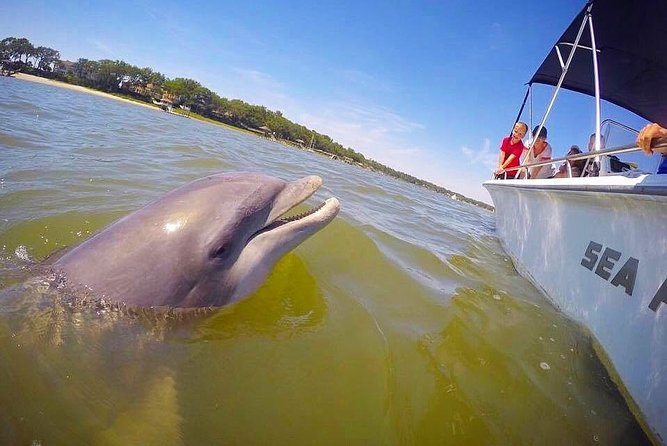 Hilton Head Dolphin Tour With Stop at Disappearing Island - Additional Information