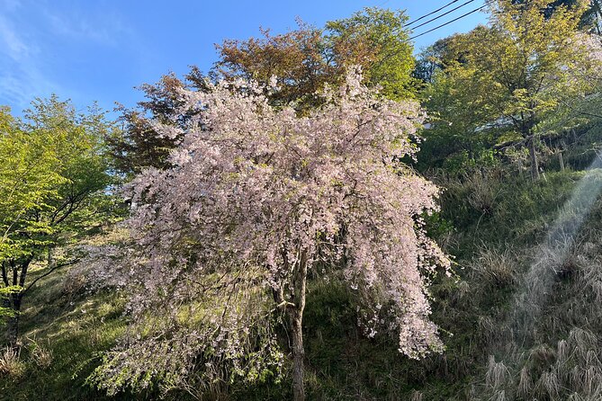 Historic and Natural Guided Hike in Yoshino - Local Flora and Fauna