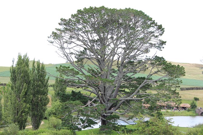 Hobbiton Afternoon Tour in Luxury Minibus From Auckland to Auckland - Booking Information