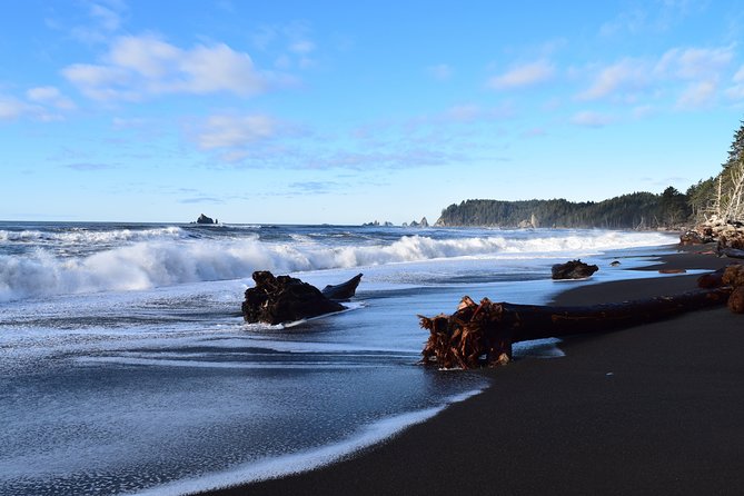 Hoh Rain Forest and Rialto Beach Guided Tour in Olympic National Park - Tour Guide Experience