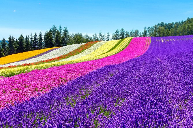 Hokkaido Highlights of Flower Blossom, Asahiyama Zoo, and Blue Pond "Aoi-ike"! - Natural Wonders at Aoi-ike