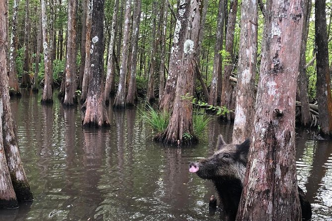 Honey Island Swamp Boat Tour With Transportation From New Orleans - Common questions