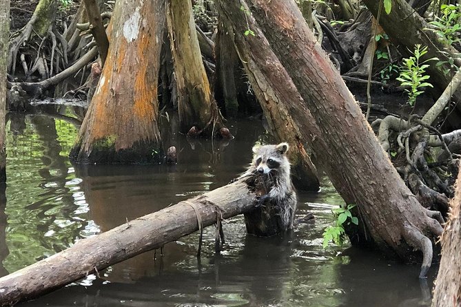 Honey Island Swamp Boat Tour - Visitor Experience