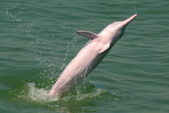 Hong Kong Dolphin Watch Tour - Common questions