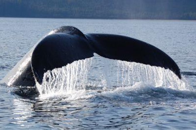 Hoonah Whale-Watching Cruise - Additional Information