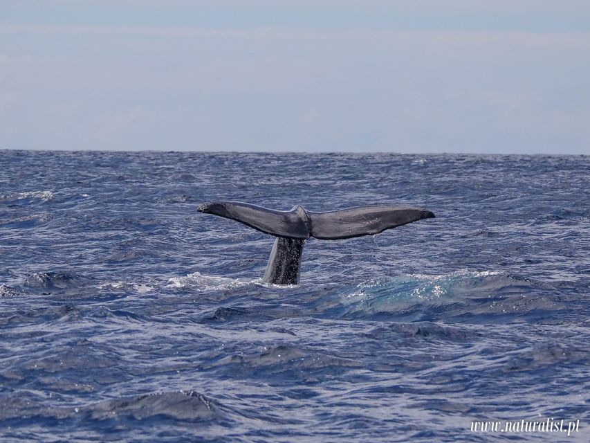 Horta: Whale and Dolphin Watching Expedition - Restrictions and Considerations