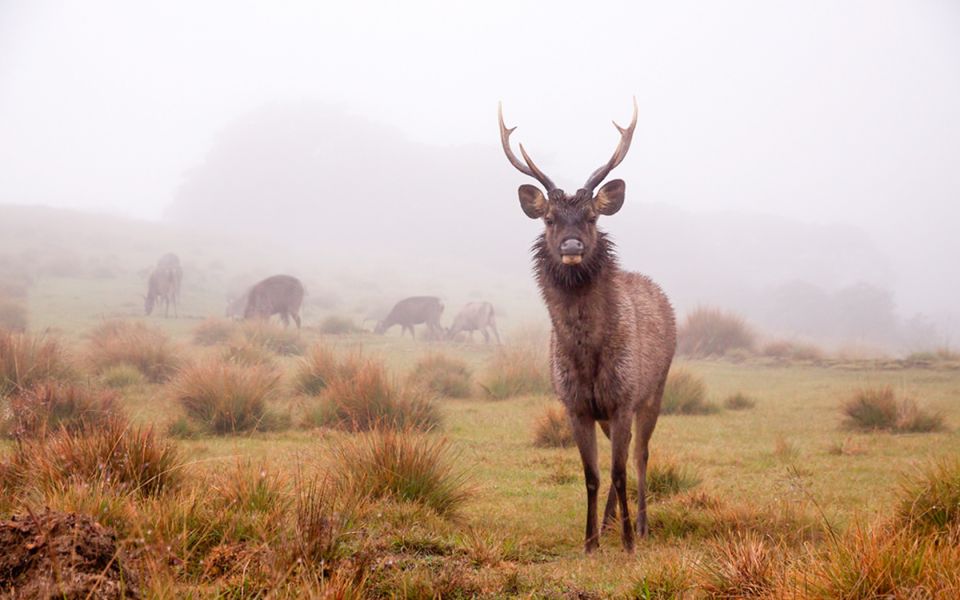 Horton Plains National Park Tour & Scenic Train Ride - Scenic Train Ride to Ohiya Station