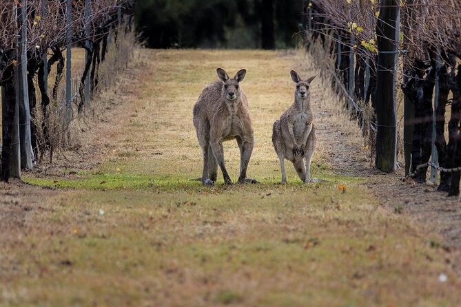 Hunter Valley Wine Tasting Lunch Guided Day Tour - Pricing Information