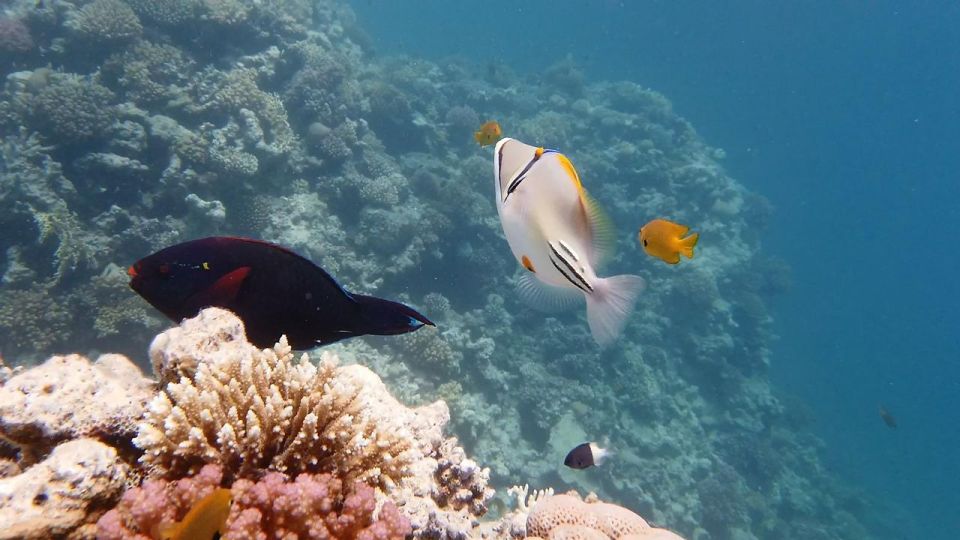 Hurghada: Orange Bay Island and Snorkeling Cruise With Lunch - Customer Reviews