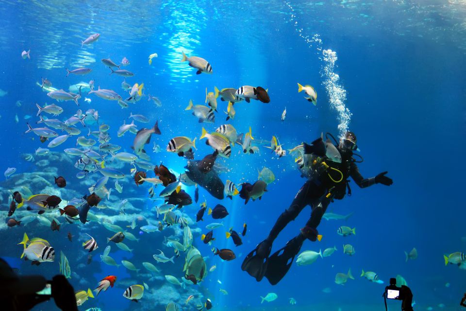 Hurghada: Sindbad Submarine Tour With Hotel Transfers - Activity Highlights