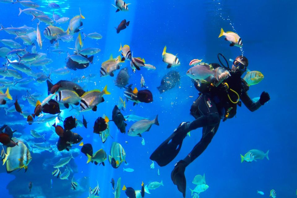 Hurghada: Snorkel, Dive, Parasail & Orange Island W/ Lunch - Customer Reviews