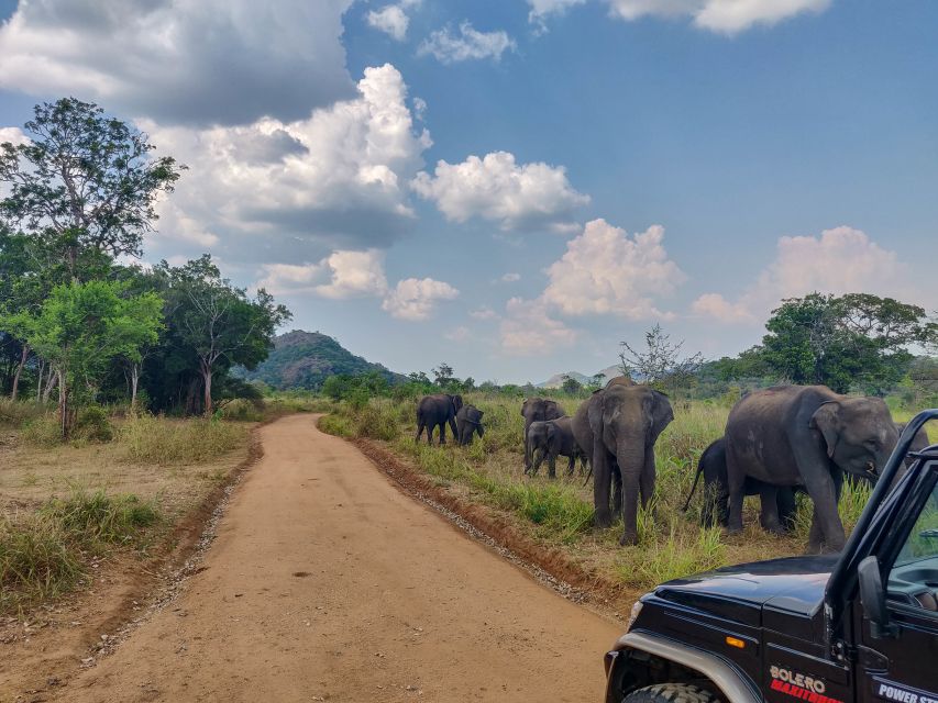 Hurulu Eco Park: 3-Hour Morning or Evening Safari - Booking Process and Meeting Point