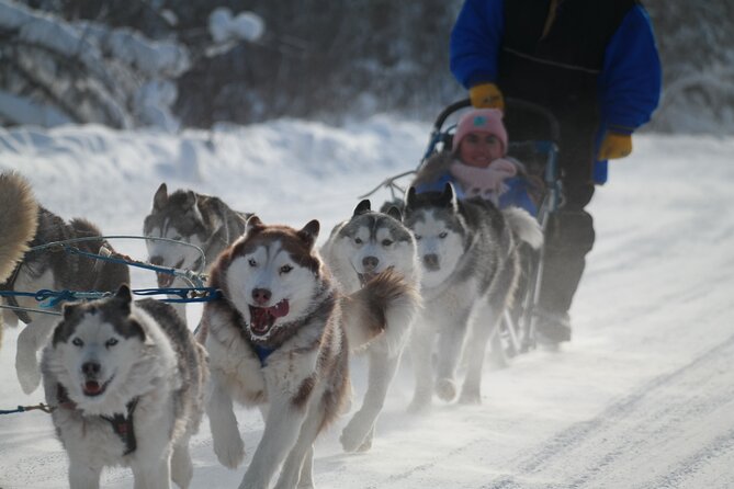 Husky Dog Sledding & Mushing With Pick up and Photo Service in Fairbanks, Alaska - Concerns and Improvements