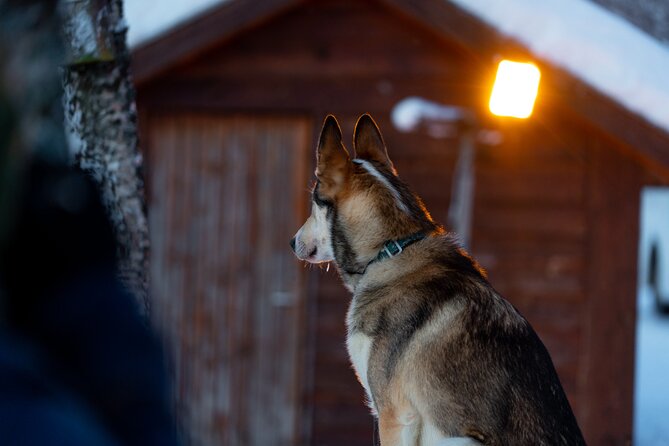 Husky Experience and Dog Sled Driving - Early Bird - Last Words