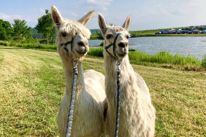 Hyde Park NY, Llama/ Alpaca Hike and Farm Tour  - The Catskills - Maximum Travelers and Terrain