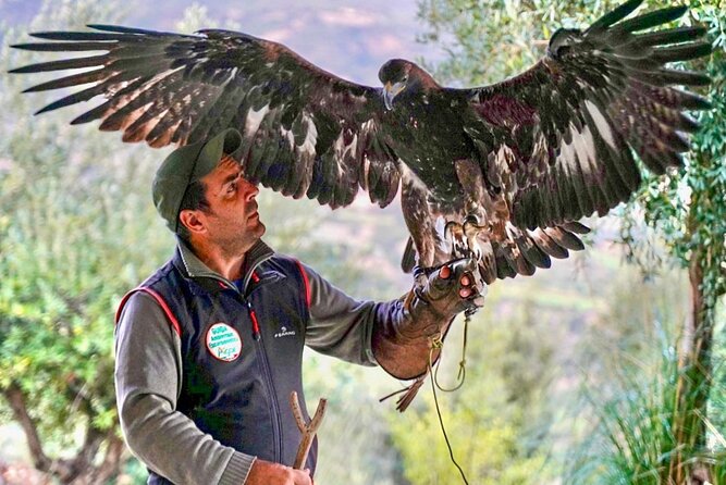 Interactive Path of Birds of Prey - Bird Handling and Feeding Sessions